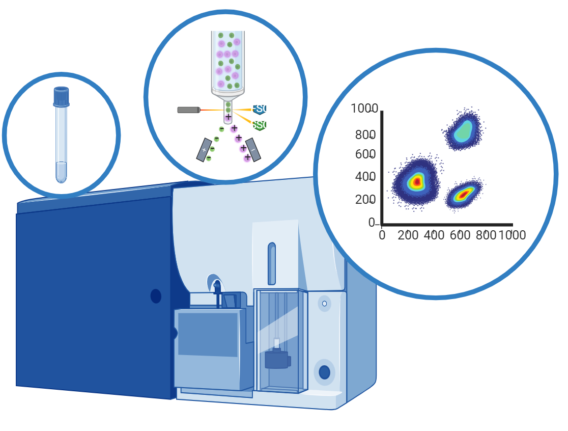 Flow Cytometry and Cell Sorting